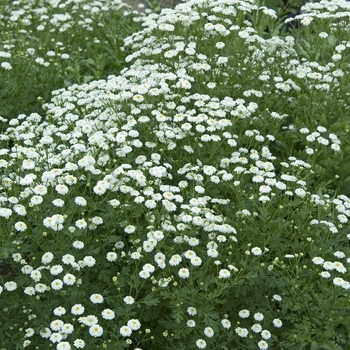 Tanacetum parthenium 'Snowball'