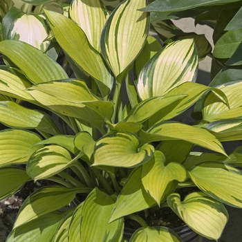 Hosta 'June Fever' 