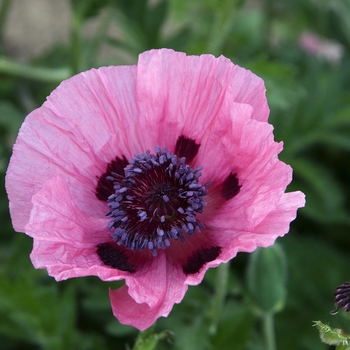 Papaver orientale 'Papillon®' 