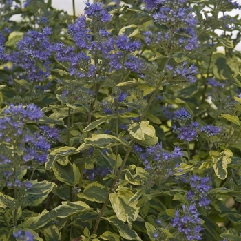 Caryopteris x clandonensis 'Periwinkle Tart' PP15935