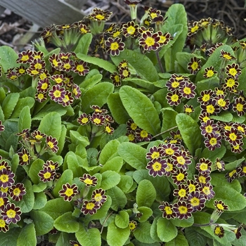 Primula 'Gold Lace' 