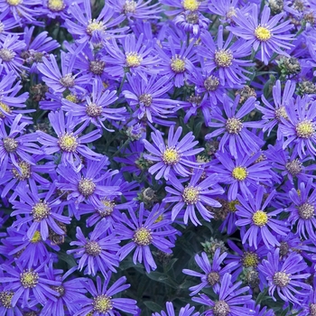 Aster laevis 'Blue Autumn' 