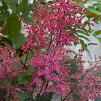 Astilbe simplicifolia 'Aphrodite' 