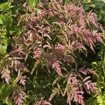 Astilbe simplicifolia 'Jacqueline'