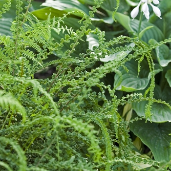 Athyrium filix-femina 'Frizelliae' 