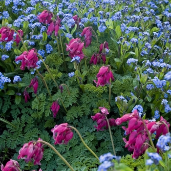 Dicentra 'Zestful' 