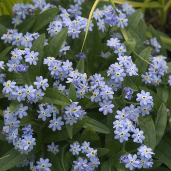 Myosotis sylvatica 'Royal Blue Compact' 