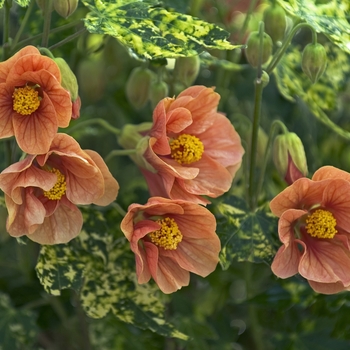 Abutilon pictum 'Thompsonii' 