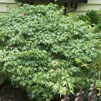 Acer palmatum 'Murasaki kiyohime' 