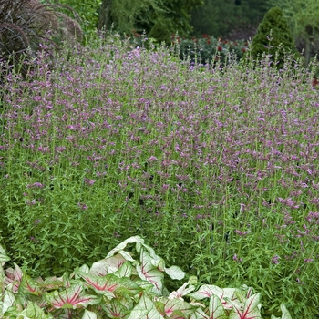 Agastache mexicana 'Toronjil Morado' 