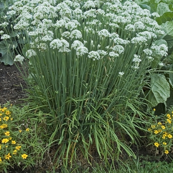 Allium tuberosum