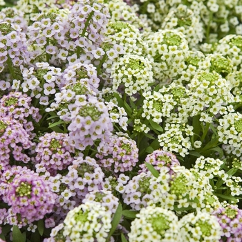 Lobularia maritima 'Wonderland™ Cotton Candy Mix' 