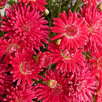 Argyranthemum 'Fireball Red' 