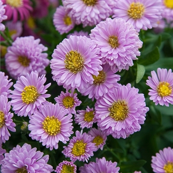 Aster novi-belgii 'Patricia Ballard' 