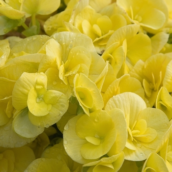 Begonia x hiemalis 'Amstel Blitz'