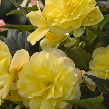 Begonia x tuberhybrida 'Yellow' 