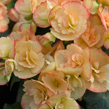 Begonia x hiemalis 'Janny Fringed'