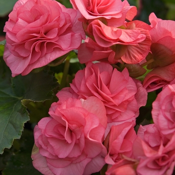 Begonia x hiemalis 'Dusty Rose' 