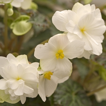 Begonia x tuberhybrida 'Panorama White' 