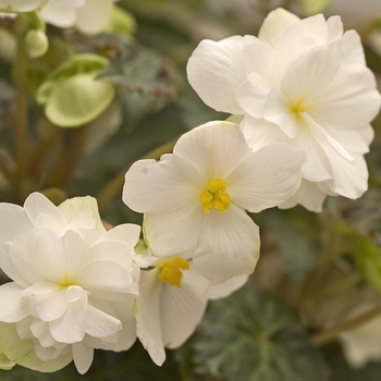 Begonia x tuberhybrida 'Panorama White'