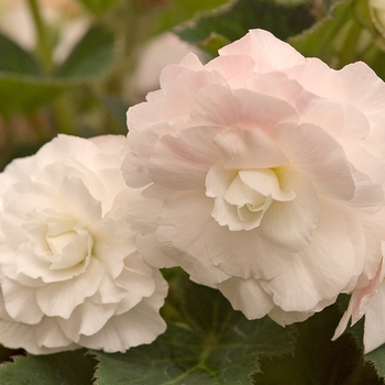 Begonia x tuberhybrida Nonstop® 'Appleblossom'