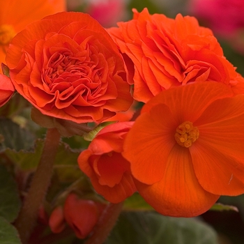 Begonia x tuberhybrida 'Golden Orange' 