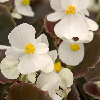 Begonia semperflorens