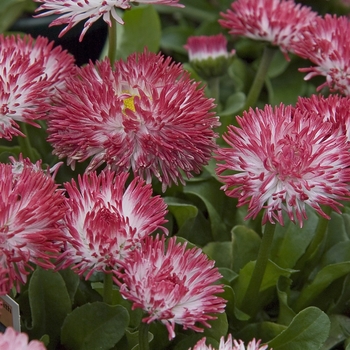 Bellis perennis 'Habanera White with Red Tips' 
