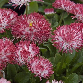 Bellis perennis 'Habanera White with Red Tips'