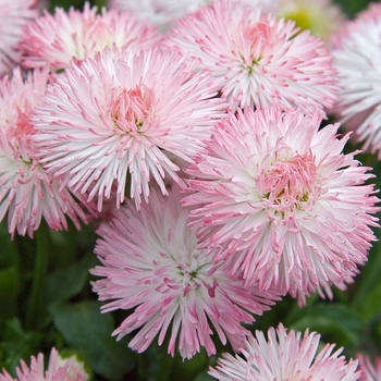 Bellis perennis 'Habanera Rose' 