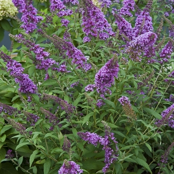 Buddleia davidii English Butterfly™ 'Peacock™'