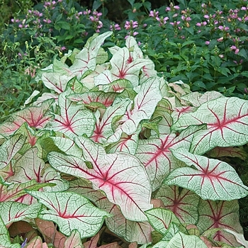 Caladium bicolor 'White Queen' 