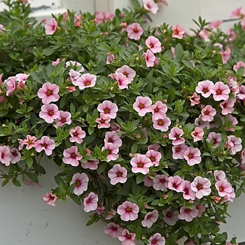 Calibrachoa Superbells® 'Cherry Blossom'