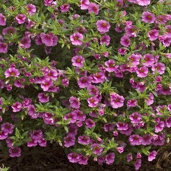 Calibrachoa 'Flamingo'