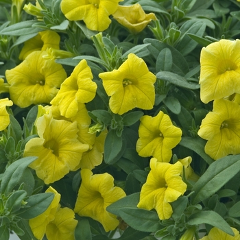 Calibrachoa 'Gold' 