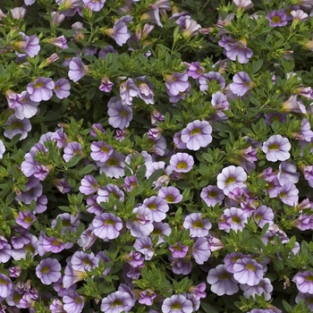 Calibrachoa 