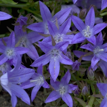 Campanula poscharskyana 'Camgood' PP13161