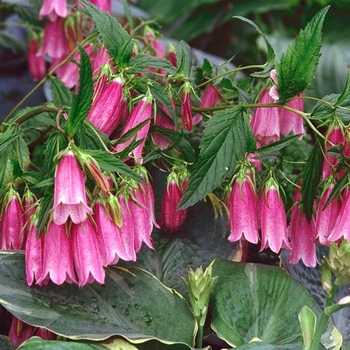 Campanula punctata 'Cherry Bells' 