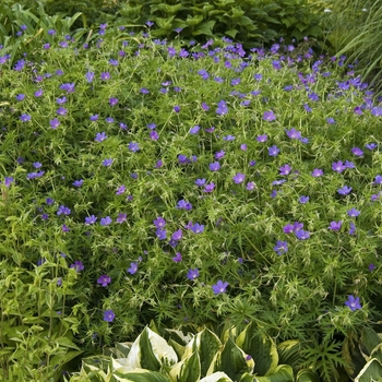 Geranium 'Nimbus'