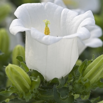 Campanula medium 'Muse White' 13161