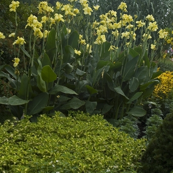 Canna 'Conestoga' 