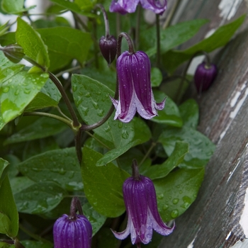 Clematis 'Rooguchi' 