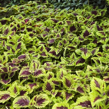 Coleus scutellarioides 'Empire Mix' 