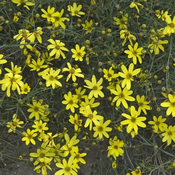 Coreopsis verticillata 'Sunbeam' PPAF