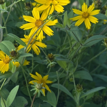 Coreopsis pubescens 'Sunshine Superman' 