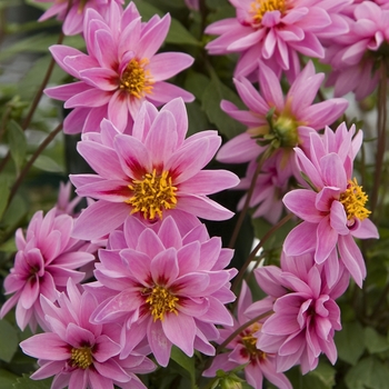 Dahlia 'Dahlstar Pink' 12714