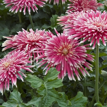 Dahlia 'Spinner Red and White' 