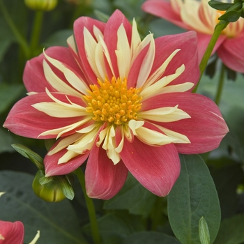 Dahlia 'Sunburst' 