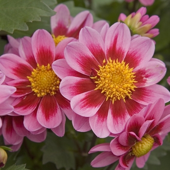 Dahlia 'Amazon™ Pink and Rose' 