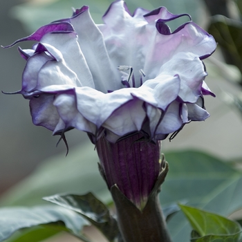 Datura 'Purple Petticoats' 